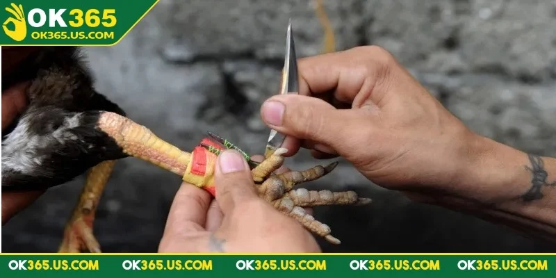 đá gà cựa dao